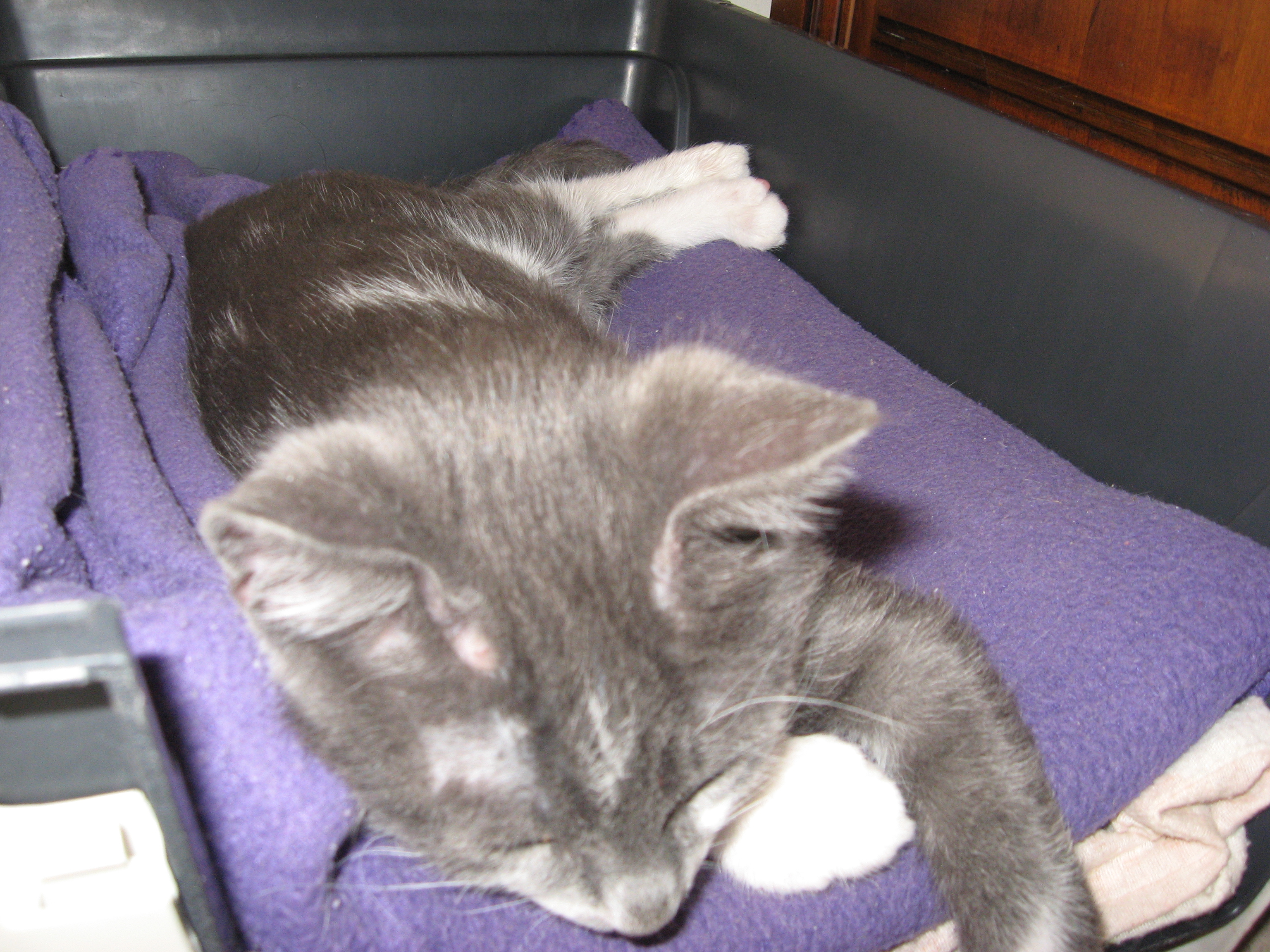Chat Boule Sur La Tete Chat Boule Sur La Tete