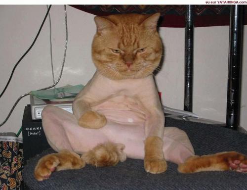 Hs Raser Un Chat Mamans Et Futures Mamans Du Quebec Forum Grossesse Amp Bebe Doctissimo