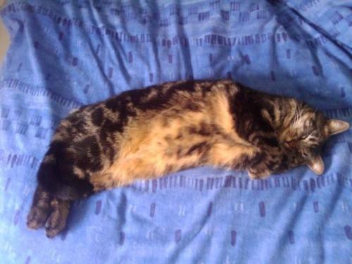 Dechirure Du Diaphragme De Notre Chat Operation Reussie Il Est Sauve Medecine Veterinaire Forum Animaux Doctissimo