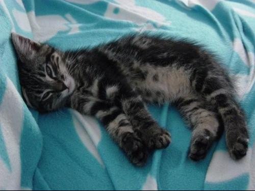 Dechirure Du Diaphragme De Notre Chat Operation Reussie Il Est Sauve Medecine Veterinaire Forum Animaux Doctissimo