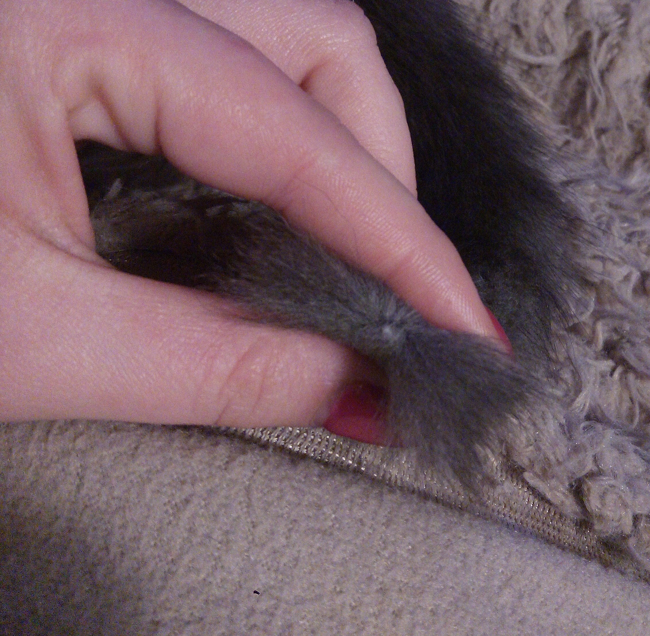 Mon Chat L Os Du Bout De La Queue Qui Ressort La Sante De Votre Chat Chats Forum Animaux Doctissimo Mon Chat L Os Du Bout De La Queue Qui Ressort La Sante De Votre Chat Chats Forum Animaux Doctissimo