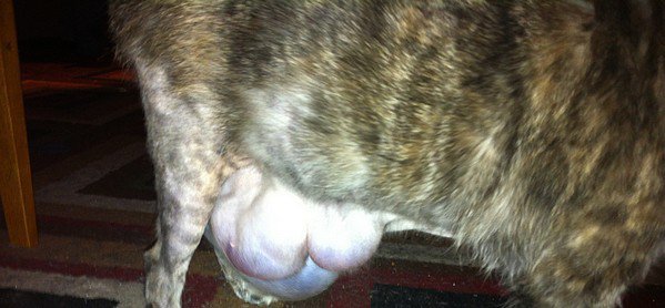 Une Tres Enorme Boule Sous Le Ventre Chats Forum Animaux Doctissimo Une Tres Enorme Boule Sous Le Ventre Chats Forum Animaux Doctissimo