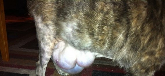 Une Tres Enorme Boule Sous Le Ventre Une Tres Enorme Boule Sous Le Ventre