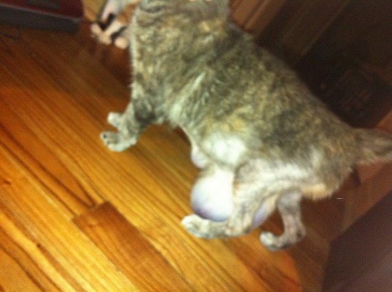 Une Tres Enorme Boule Sous Le Ventre Une Tres Enorme Boule Sous Le Ventre