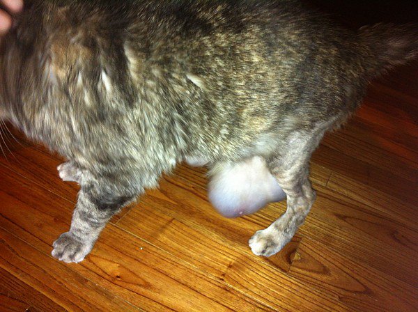 Une Tres Enorme Boule Sous Le Ventre Chats Forum Animaux Doctissimo Une Tres Enorme Boule Sous Le Ventre Chats Forum Animaux Doctissimo