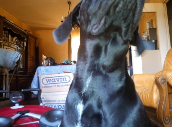 Urgent Ma Chienne A Une Boule Sous La Machoire