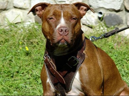 Chien Croise Labrador Avec Staff Ou Pitt Bul Chiens Forum Animaux Doctissimo Chien Croise Labrador Avec Staff Ou Pitt Bul Chiens Forum Animaux Doctissimo