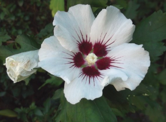 Hibiscus blanc