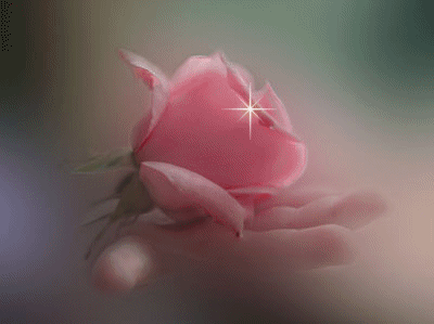 Une rose pour toi