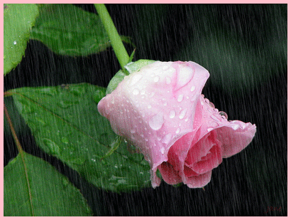 rose de pluie