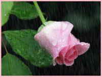 rose de pluie