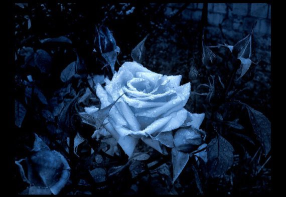 rose bleu nuit