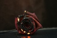 Rose qui brûle