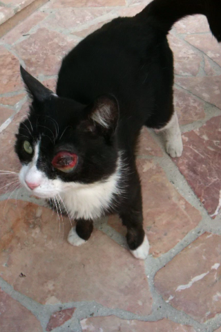 Oeil Creve Ou Non Que Faire Chats Forum Animaux Doctissimo Oeil Creve Ou Non Que Faire Chats Forum Animaux Doctissimo