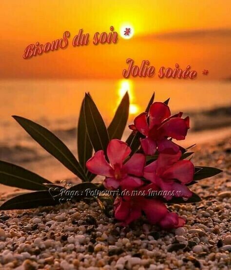 Bonne soirée - Bonne soirée, Bonne nuit - Mangue_ - Photos - Club Doctissimo