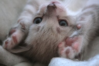 Prolapsus Rectal Et Boule Au Ventre Prolapsus Rectal Et Boule Au Ventre