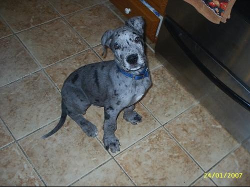 Les Mordus De Danois Chiens Forum Animaux Doctissimo Les Mordus De Danois Chiens Forum Animaux Doctissimo
