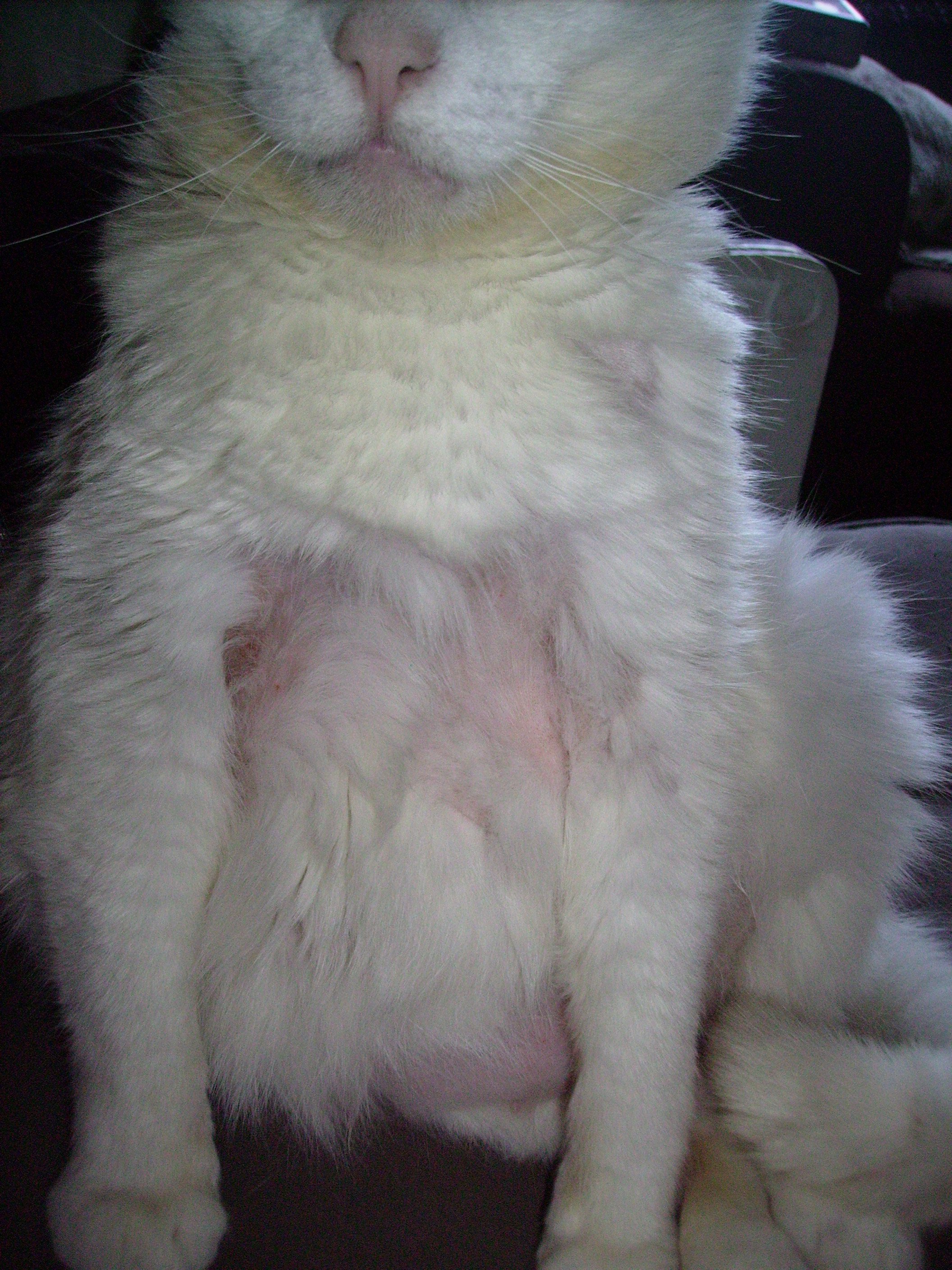Chatte Qui S Arrache Les Poils Chats Forum Animaux Doctissimo Chatte Qui S Arrache Les Poils Chats Forum Animaux Doctissimo