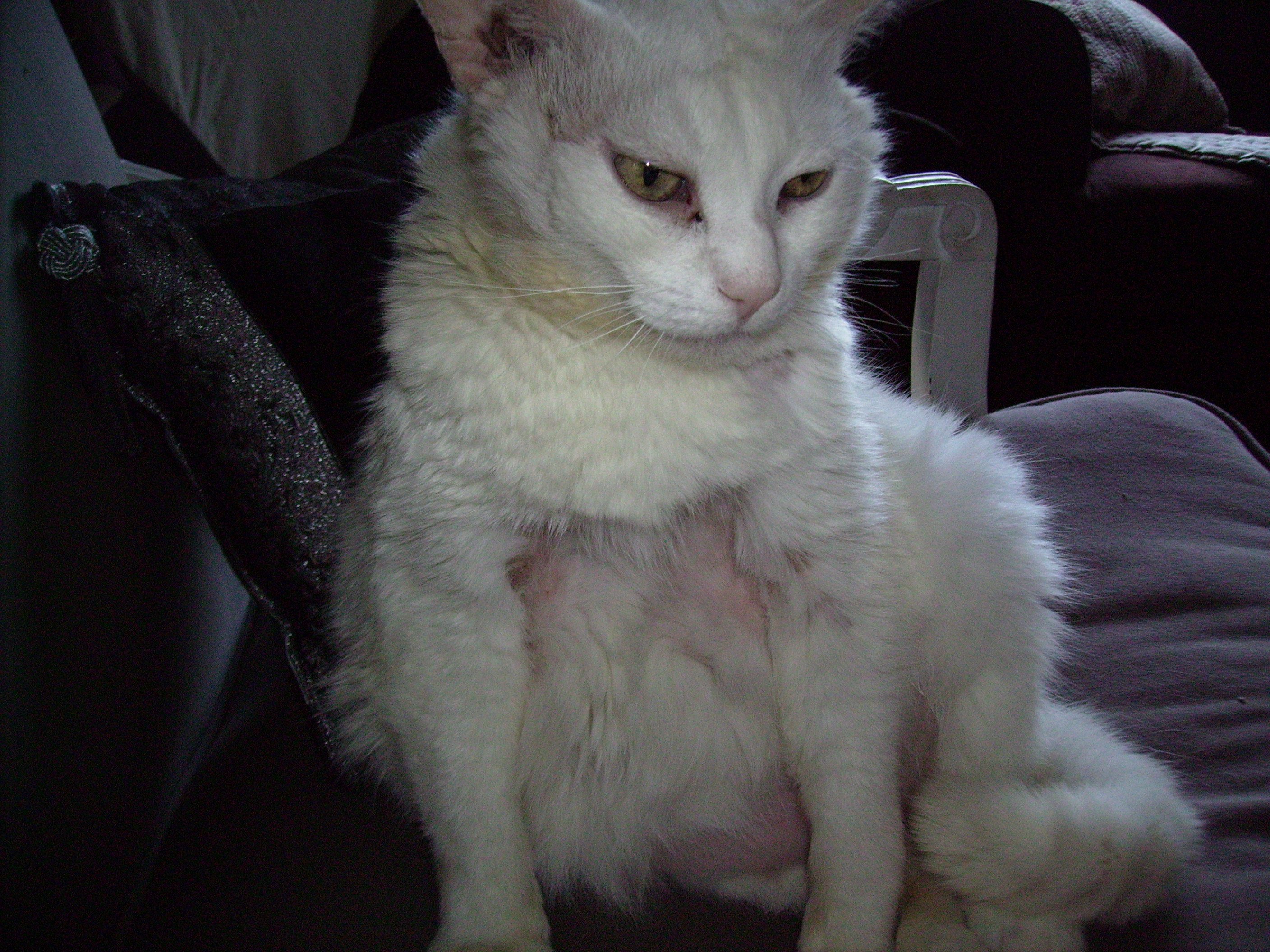Chatte Qui S Arrache Les Poils Chats Forum Animaux Doctissimo Chatte Qui S Arrache Les Poils Chats Forum Animaux Doctissimo