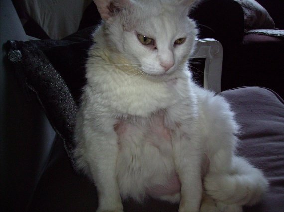 Chatte Qui S Arrache Les Poils