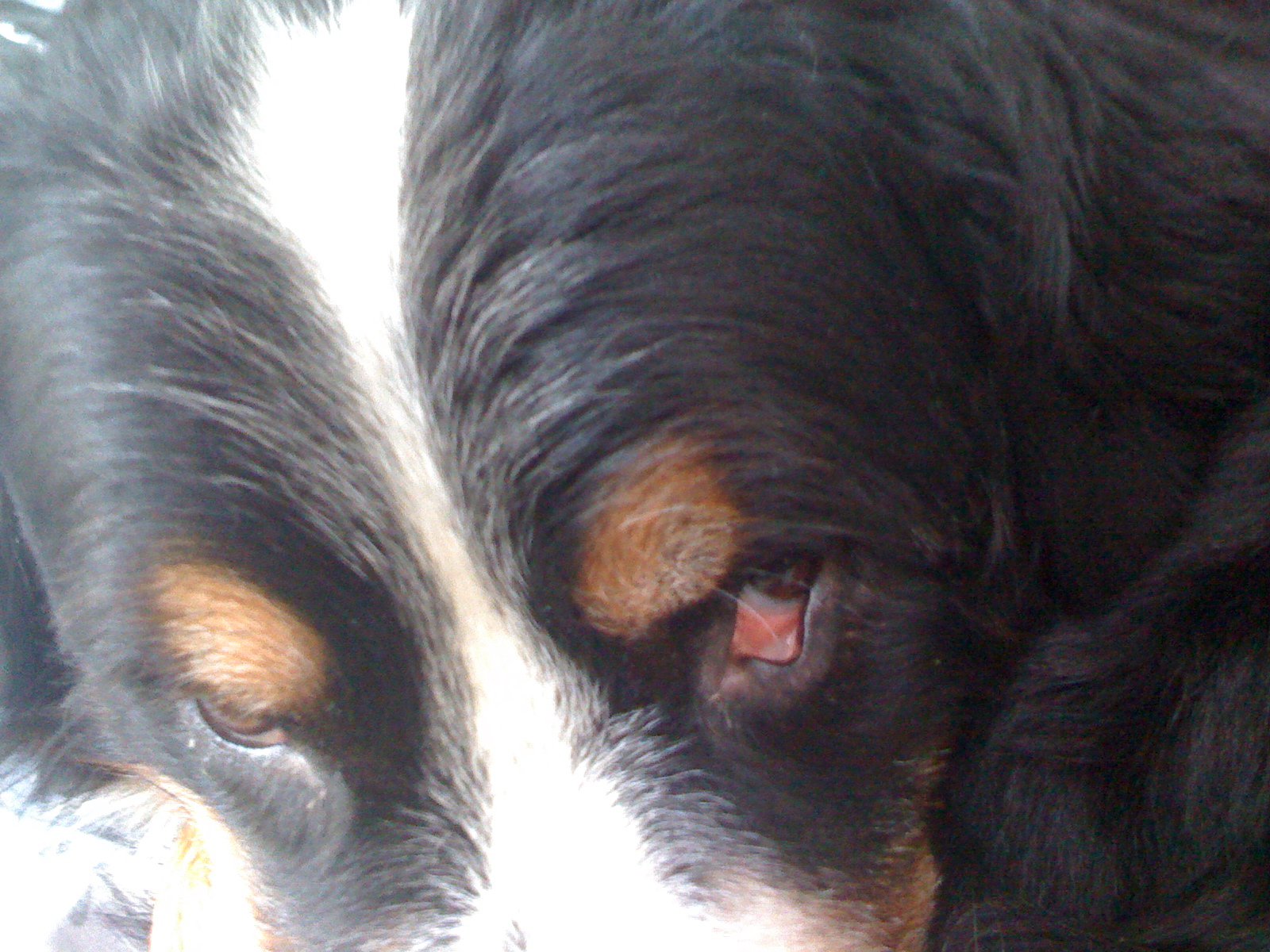 Oeil De Mon Bouvier Chiens Forum Animaux Doctissimo