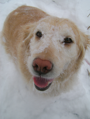Caca Blanc Chiens Forum Animaux