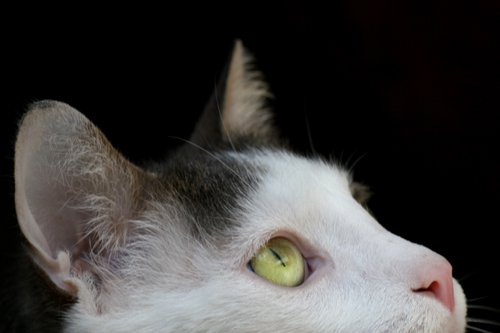 Chat Constipe Medecine Veterinaire Forum Animaux Doctissimo Chat Constipe Medecine Veterinaire Forum Animaux Doctissimo