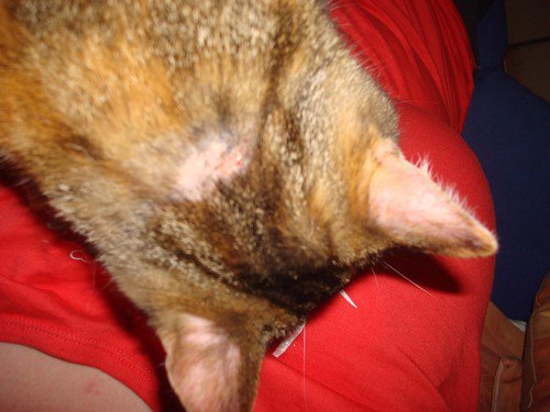 Urgent Reaction Cutanee De Mon Chat A La Piqure D Antiobiotique Medecine Veterinaire Forum Animaux Doctissimo Urgent Reaction Cutanee De Mon Chat A La Piqure D Antiobiotique Medecine Veterinaire Forum Animaux Doctissimo