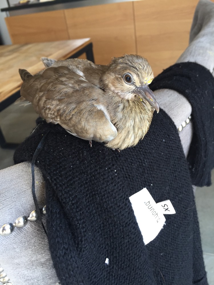 Tourterelle Ou Pigeon Oiseaux Forum Animaux Doctissimo Tourterelle Ou Pigeon Oiseaux Forum Animaux Doctissimo