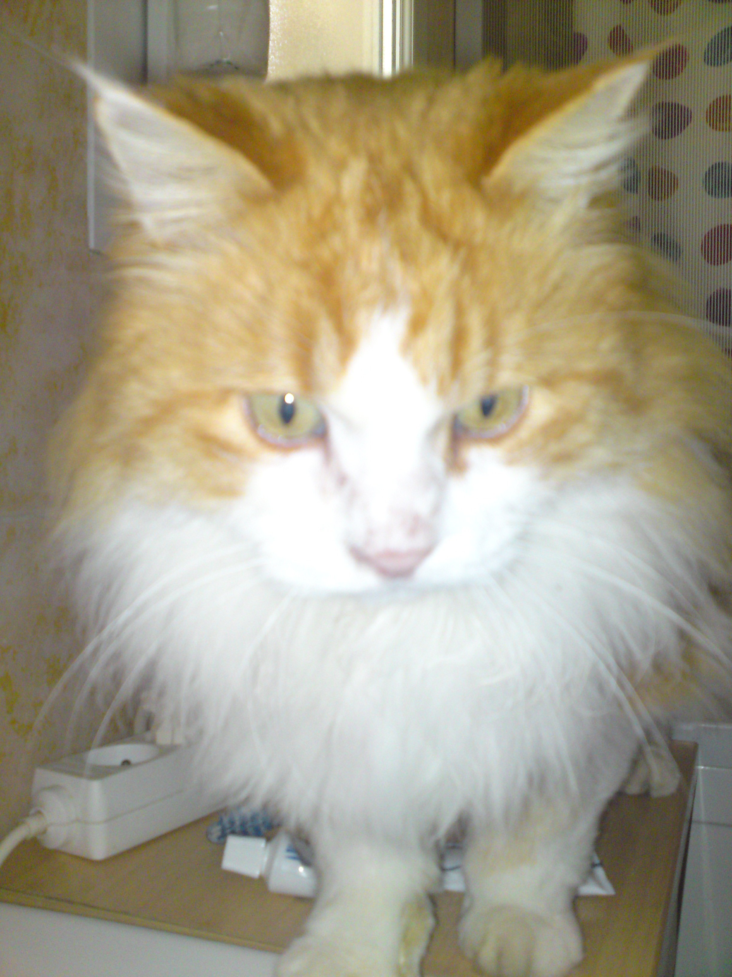 Qui A Un Ou Des Chat Roux Chats Forum Animaux Doctissimo Qui A Un Ou Des Chat Roux Chats Forum Animaux Doctissimo