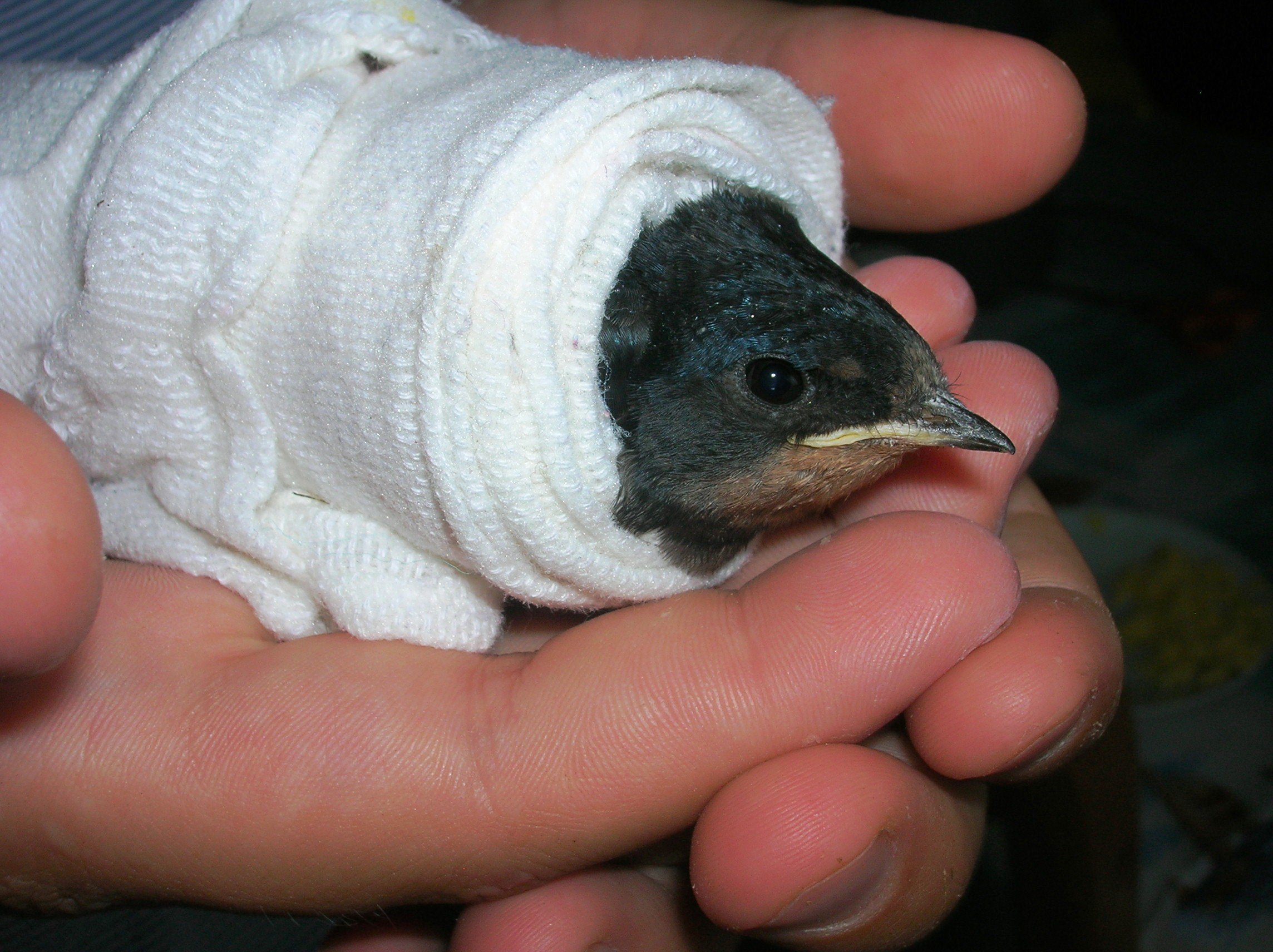 Hirondelle Ou Martinet Trouve Et Blesse Oiseaux Forum Animaux Doctissimo