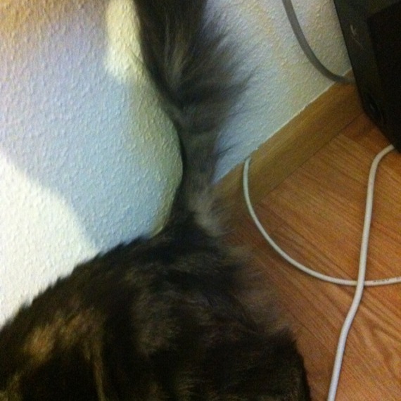 Perte De Poils A La Base De La Queue Perte De Poils A La Base De La Queue