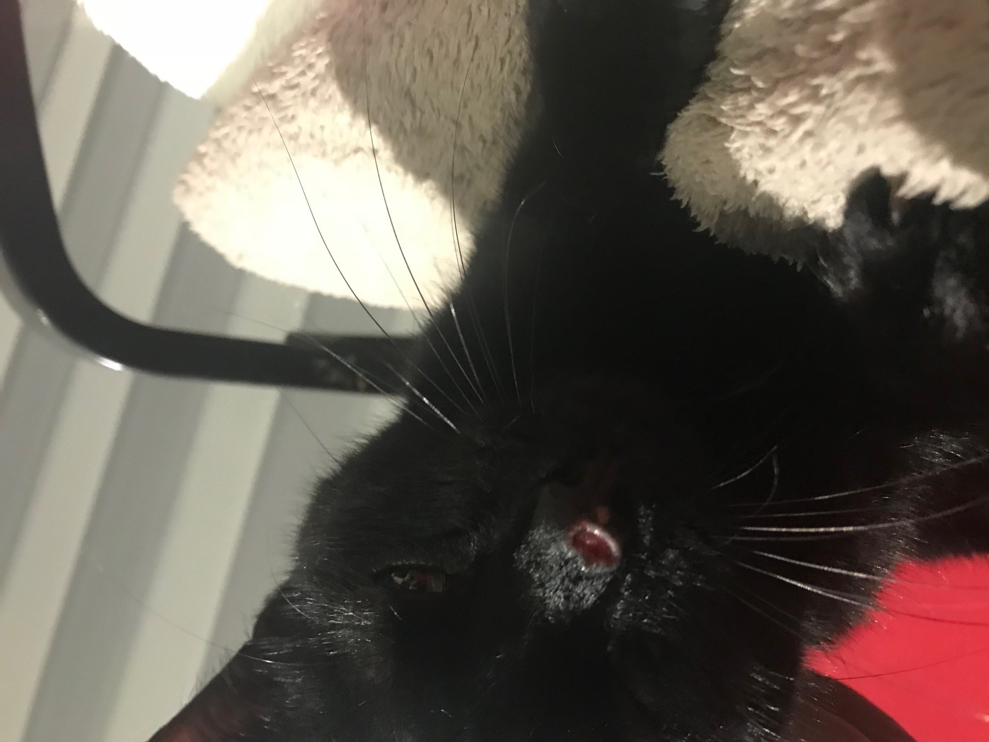 Blessure Nez Chat Ne Cicatrise Pas La Sante De Votre Chat Chats Forum Animaux Doctissimo Blessure Nez Chat Ne Cicatrise Pas La Sante De Votre Chat Chats Forum Animaux Doctissimo