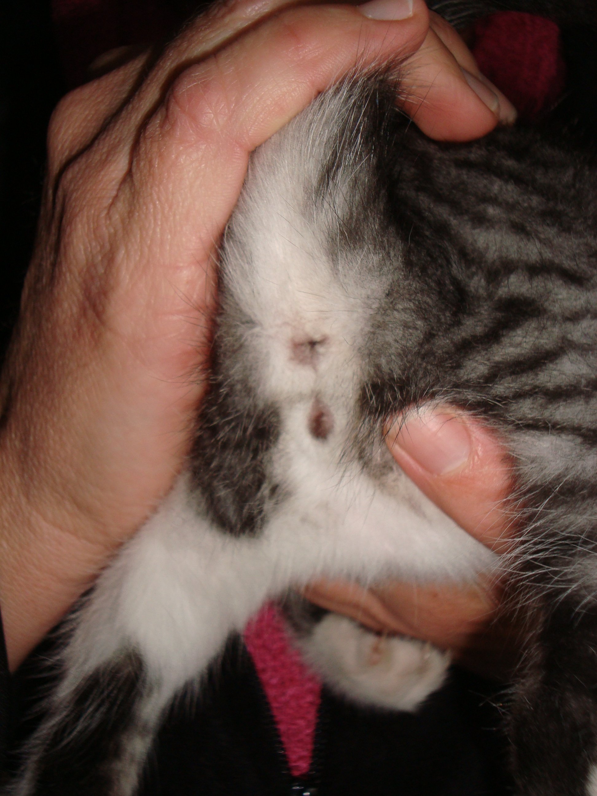 Je Voudrais Connaitre Le Sexe D Un Chaton Chats Forum Animaux Doctissimo Je Voudrais Connaitre Le Sexe D Un Chaton Chats Forum Animaux Doctissimo