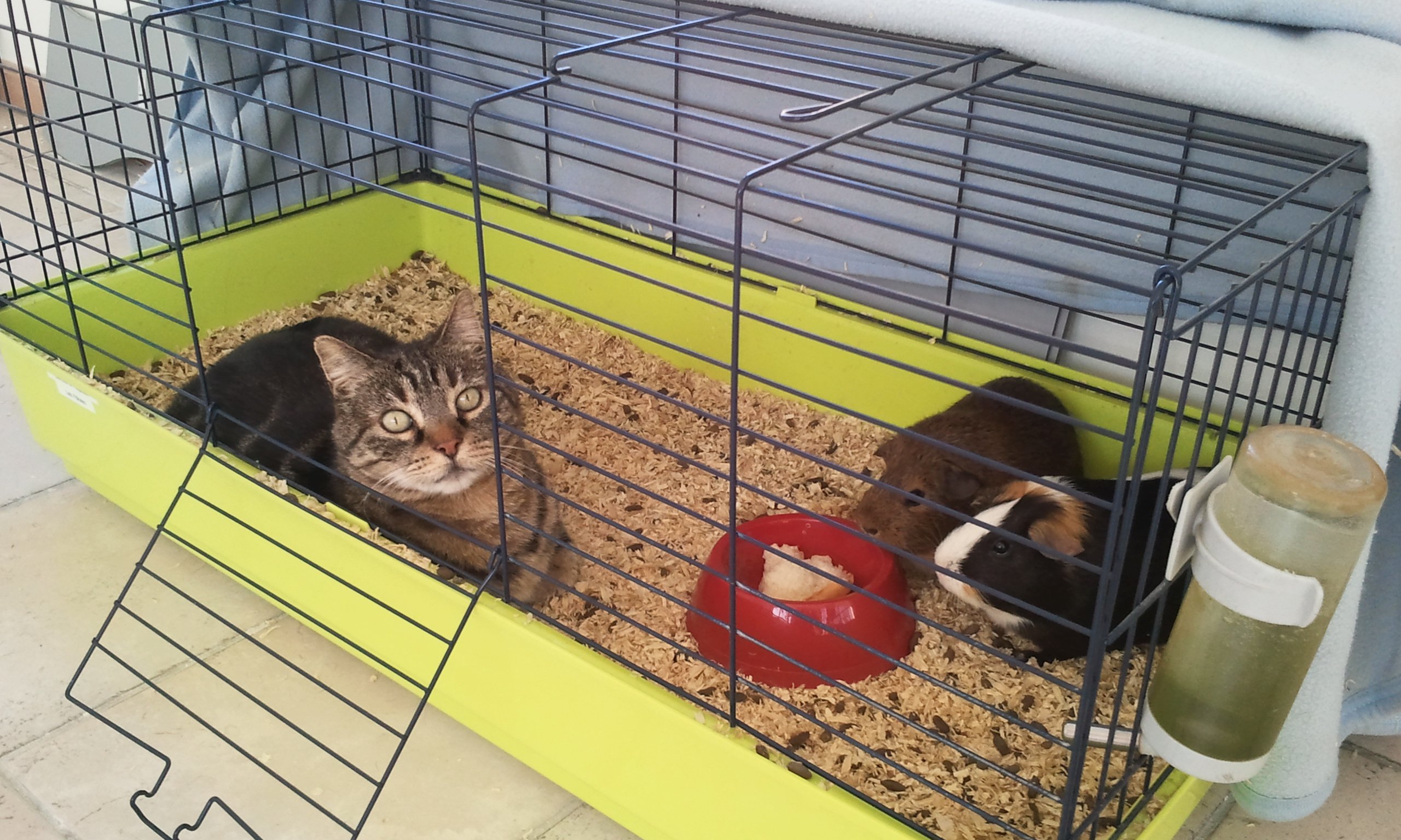 Cohabitation Chat Lapin Et Rongeur Forum Libre Animaux Forum Animaux Doctissimo Cohabitation Chat Lapin Et Rongeur Forum Libre Animaux Forum Animaux Doctissimo