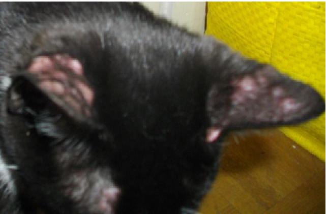 Gros Boutons Rouges Sur Les Oreilles De Mon Chat Chats Forum Animaux Doctissimo