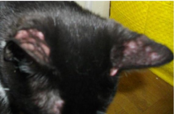 Gros Boutons Rouges Sur Les Oreilles De Mon Chat Gros Boutons Rouges Sur Les Oreilles De Mon Chat