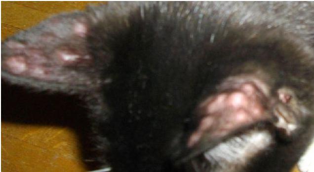 Gros Boutons Rouges Sur Les Oreilles De Mon Chat Chats Forum Animaux Doctissimo Gros Boutons Rouges Sur Les Oreilles De Mon Chat Chats Forum Animaux Doctissimo
