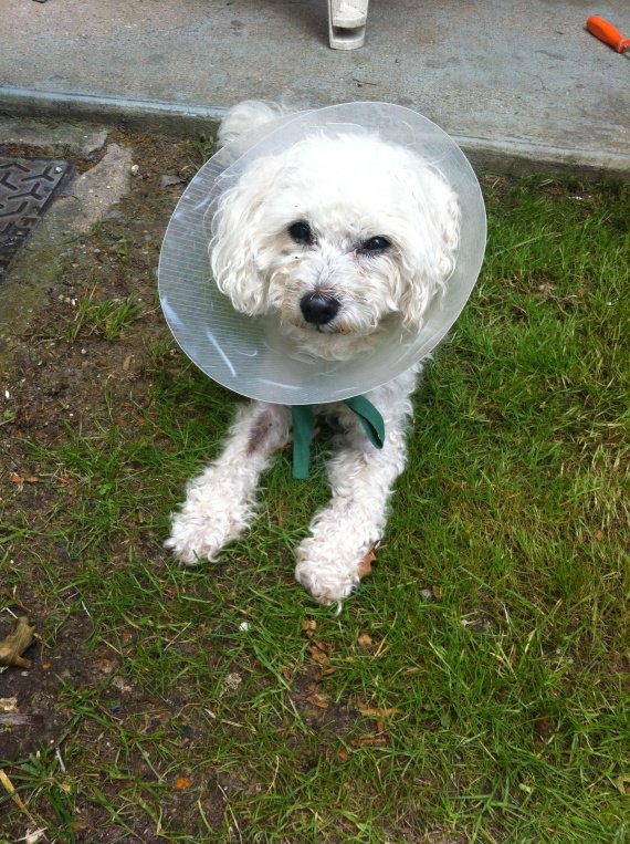 Mon chien urine du sang ! Chiens FORUM Animaux