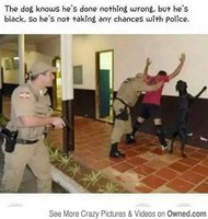 Le chien sait qu'il n'a rien fait mais il est black ! aucune chance face à la police