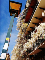 Annecy Glycine blanche