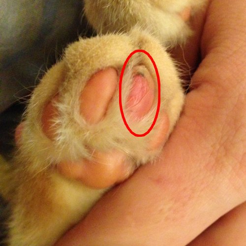Souci Sur Les Coussinets Arriere De Mon Chaton Chats Forum Animaux Doctissimo