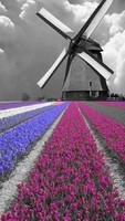 Hollands landschap, tulpen en molen