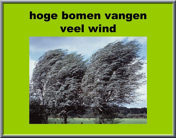 Hoge bomen vangen veel wind.
