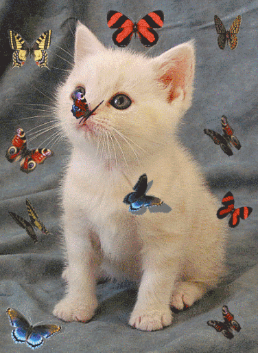 Chat et papillons (GIF, animation)