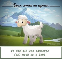 Zo mak als een lammetje / Doux comme un agneau / (As) meek as a lamb