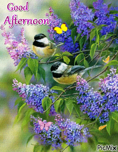 Good afternoon (birds)