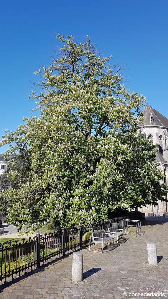 Square Saint-Germain (arbre en fleurs) 01