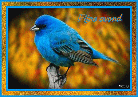 Fijne avond (blauwe vogel)