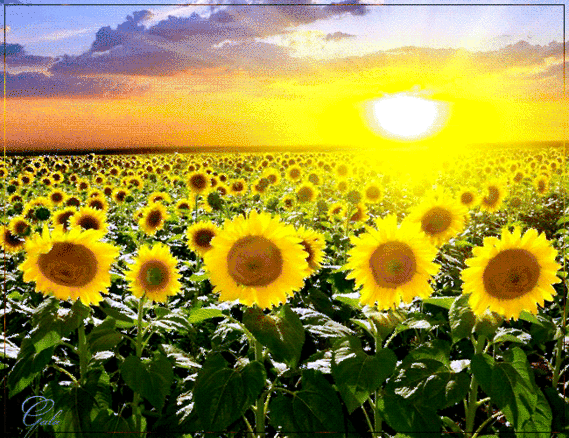 Zon en zonnebloemen